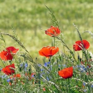 Online bloem reading